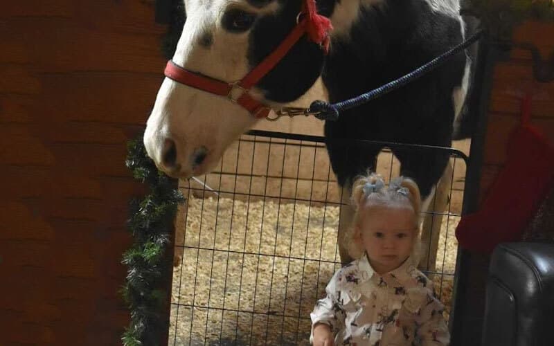 A young child with blonde pigtails stands in front of a black and white horse wearing a red halter, separated by a metal gate indoors, with greenery and decorations on the gate.