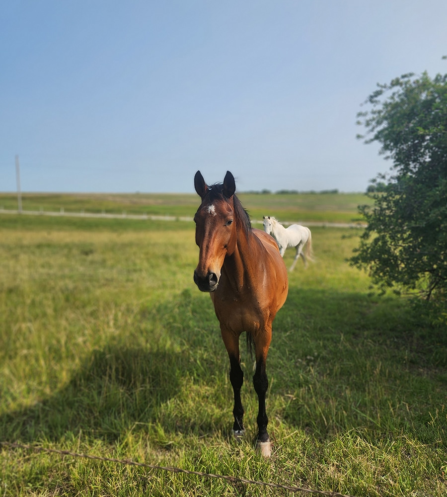 A brown horse stands in a grassy field as a white horse grazes nearby under a clear blue sky, perfect for a Vet or Animal Hospital promotional photo.