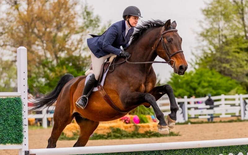 A person wearing a helmet and riding attire jumps a brown horse over an obstacle during an outdoor equestrian event, with trees and a white fence in the background.