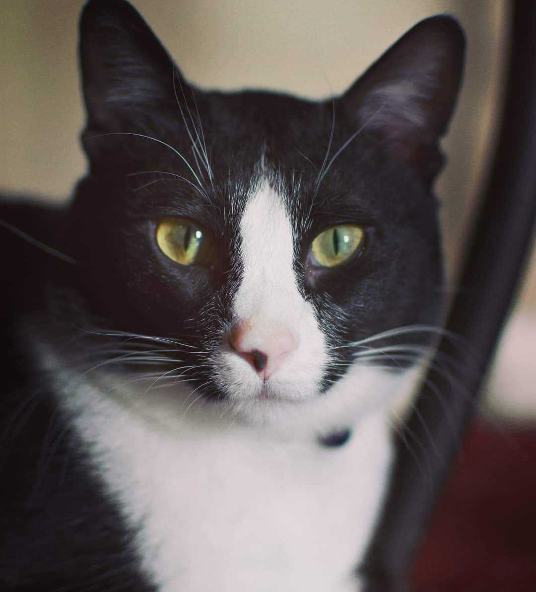 A close-up of a black and white cat with yellow-green eyes, looking directly at the camera in a pet clinic. The background is softly blurred.