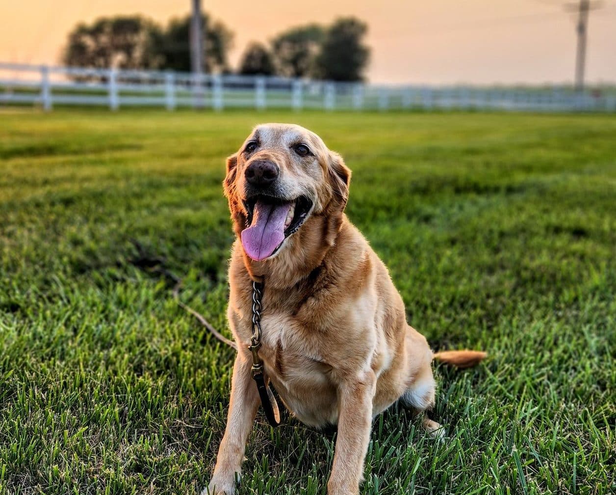 A happy golden retriever sits on green grass with its tongue out, wearing a leash and collar, in a field near an Animal Hospital, with a white fence and trees in the background at sunset.
