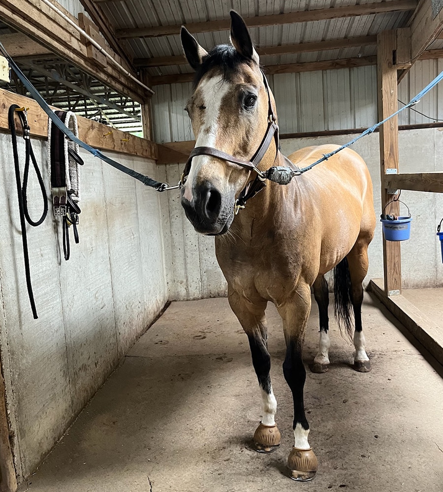 A tan and black horse stands in a stable grooming area near a Pet Clinic, attached by cross ties. The horse wears a halter and hoof boots, with tack on the wall to the left. The stable has a metal roof and concrete floor.