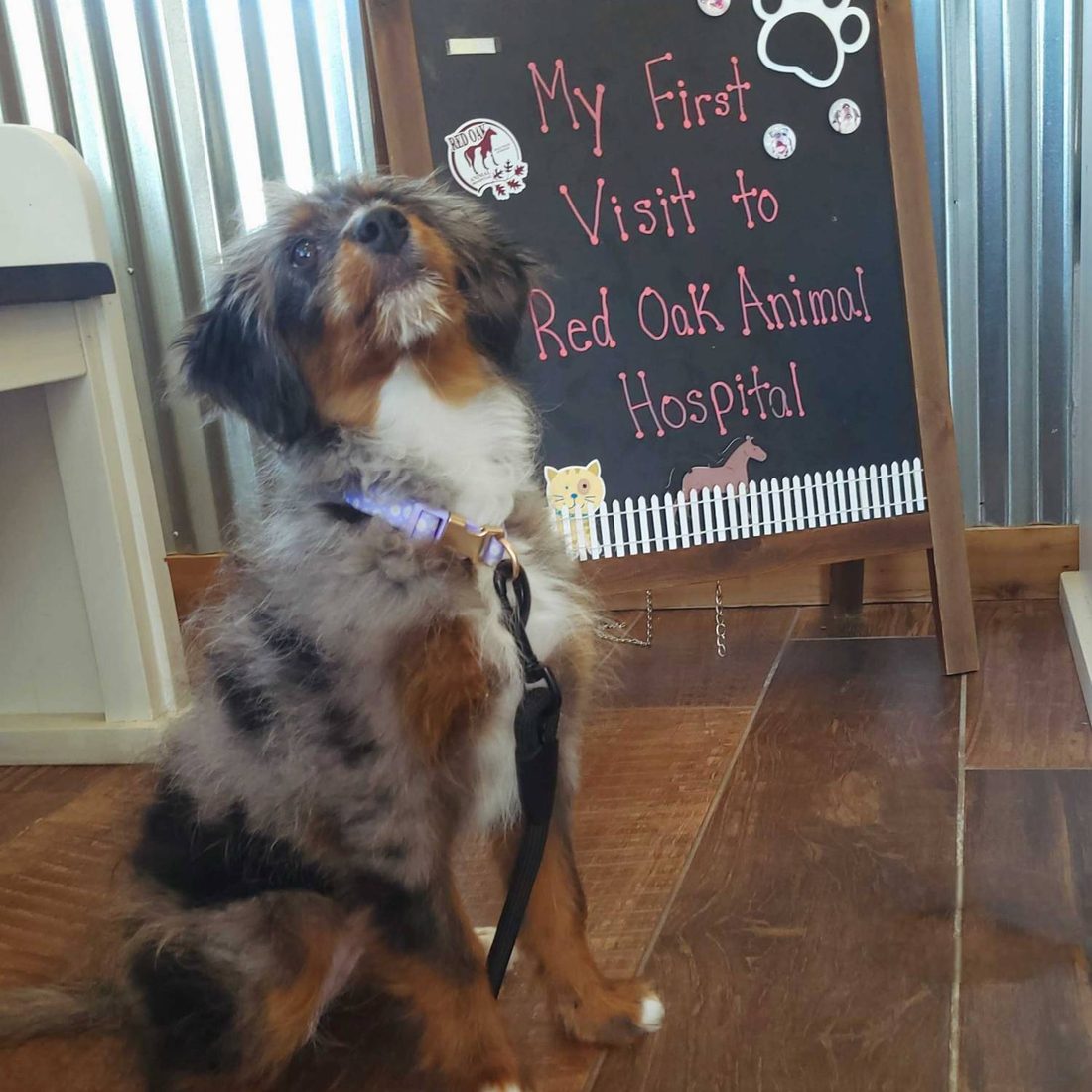 A fluffy merle puppy in a purple collar sits in front of a chalkboard sign that reads My First Visit to Red Oak Animal Hospital.