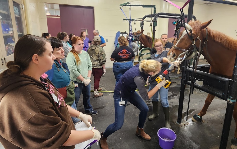 A group of people watch as a woman uses a power tool to perform dental work on a horse in a veterinary clinic. The horse is secured in a stall, and various equipment is visible in the background.