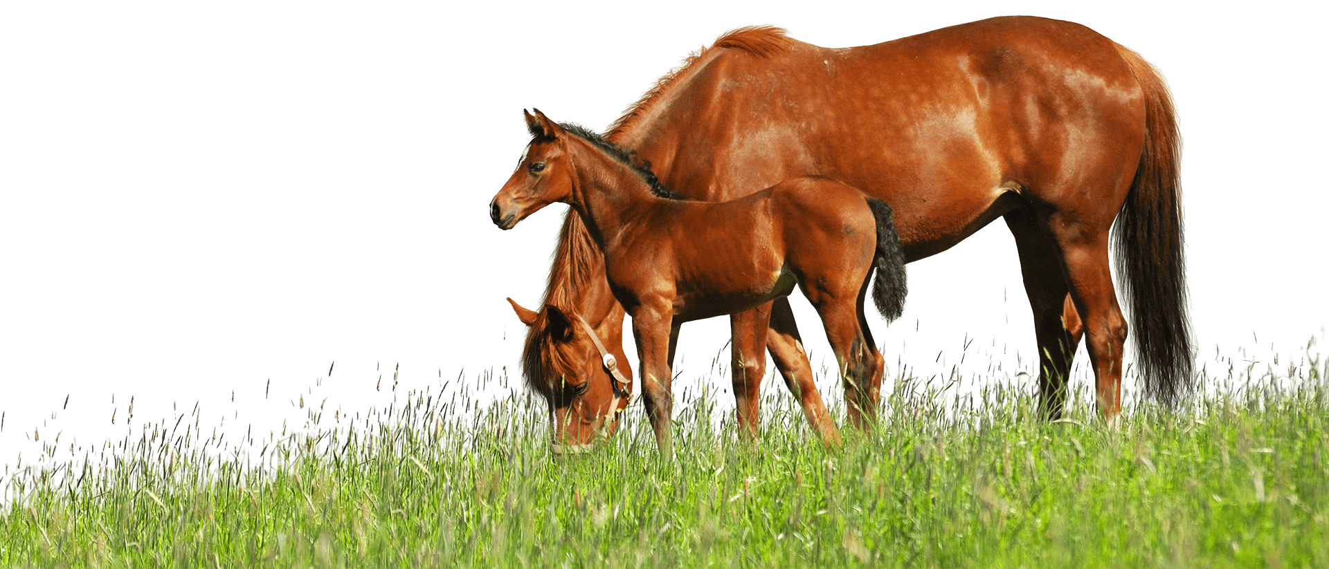 A brown adult horse and a foal stand close together in a green grassy field, with the adult grazing and the foal looking forward—both beautifully illuminated by sunlight, perfect for any animal hospital or vet promotional material.