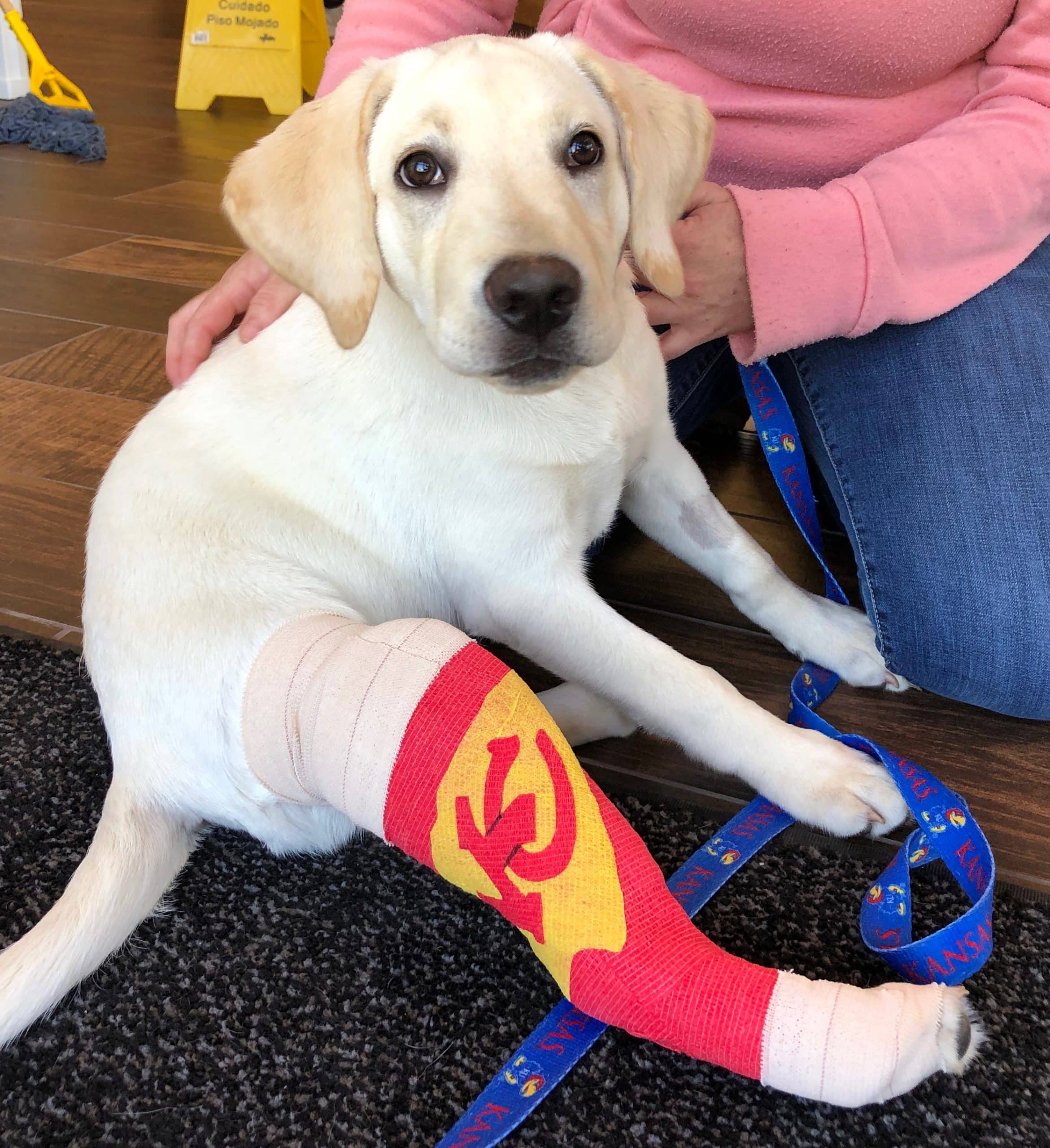 A yellow Labrador puppy with a red and yellow cast featuring a hammer and sickle symbol on its front leg sits on the floor next to a person in a pink sweatshirt, just back from a visit to the veterinarian.