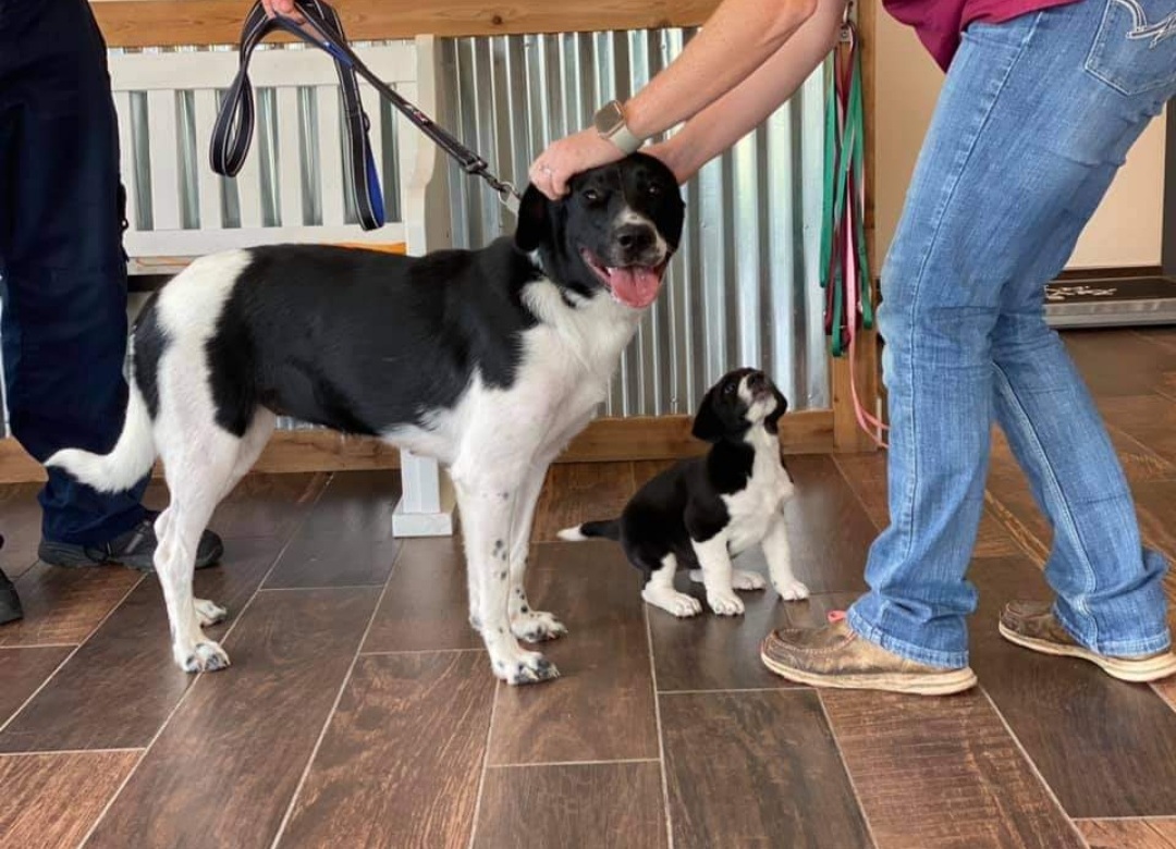 An adult black and white dog on a leash stands indoors at the vet, being petted, while a small matching puppy sits nearby on the floor looking up at the adult dog.