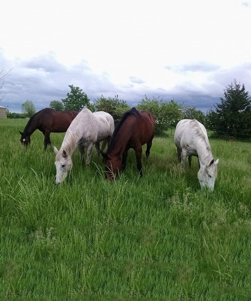 Four horses—two brown and two white—are grazing on lush green grass under a cloudy sky, while a veterinarian from the local pet clinic observes their health among trees and distant greenery in the background.