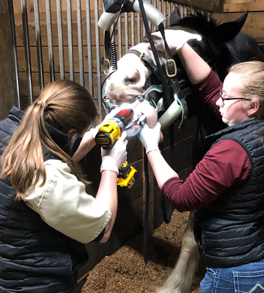 Two women, likely veterinarians, are performing dental work on a horse using a power tool inside a stable. The horse’s head is held steady with straps while the women focus on its mouth, wearing gloves and vests like at an animal hospital.