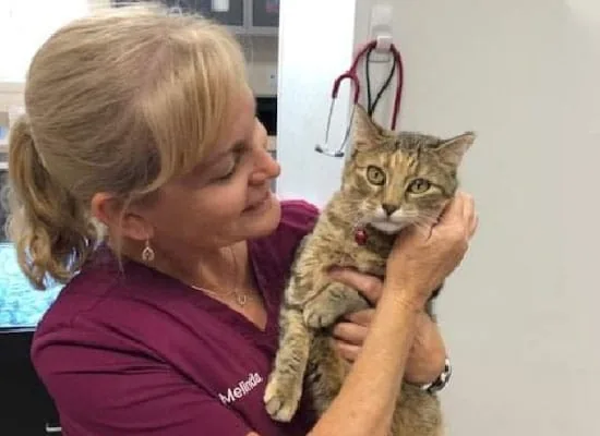A woman in maroon scrubs smiles while gently holding a tabby cat with a red collar at an animal hospital. A stethoscope hangs on the wall in the background, highlighting her role as a caring veterinarian.