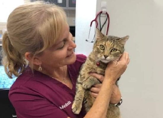 A woman in maroon scrubs smiles while gently holding a tabby cat with a red collar at an animal hospital. A stethoscope hangs on the wall in the background, highlighting her role as a caring veterinarian.