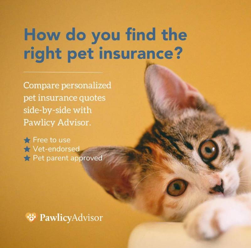 Pet Insurance Options Pet Insurance Information | Red Oak Animal Hospital