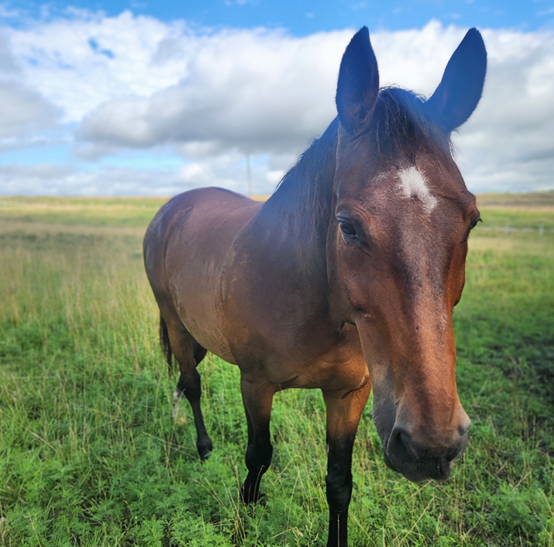 Coggins Testing in Bucyrus, KS | Red Oak Animal Hospital